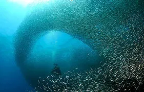 moalboal-sardine-run (1).jpg